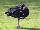 Spur-Winged Goose (WWT Slimbridge March 2011) - pic by Nigel Key